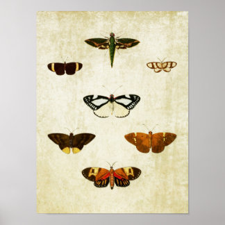 Vintage Butterfly Print 178 Poster