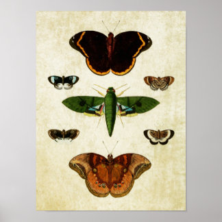 Vintage Butterfly Print 184 Poster
