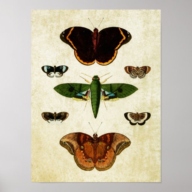Vintage Butterfly Print 184 Poster (Framsidan)