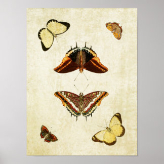 Vintage Butterfly Print 186 Poster