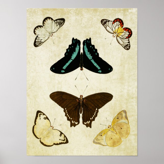 Vintage Butterfly Print 187 Poster (Framsidan)