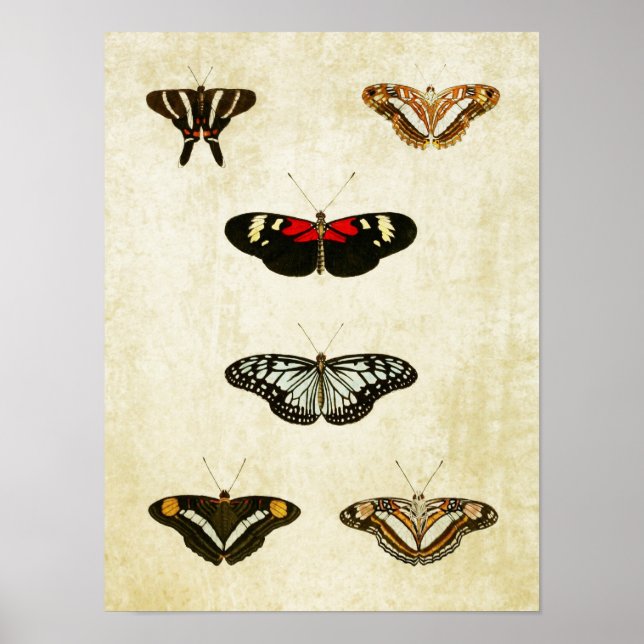 Vintage Butterfly Print 188 Poster (Framsidan)