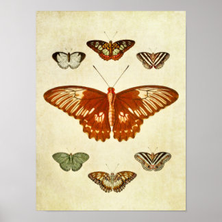 Vintage Butterfly Print 194 Poster