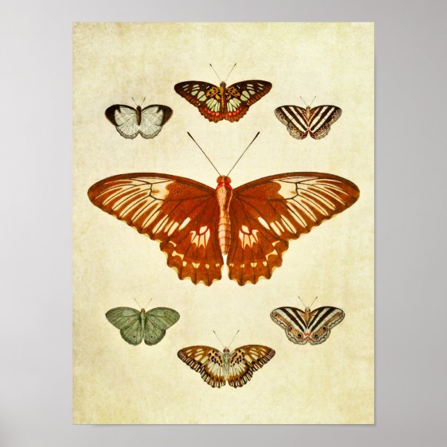 Vintage Butterfly Print 194 Poster (Framsidan)