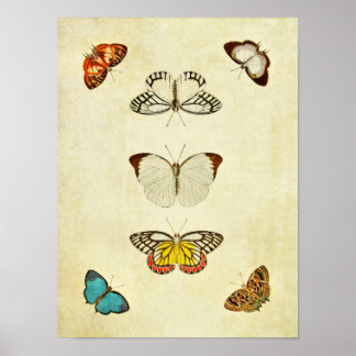Vintage Butterfly Print 201 Poster