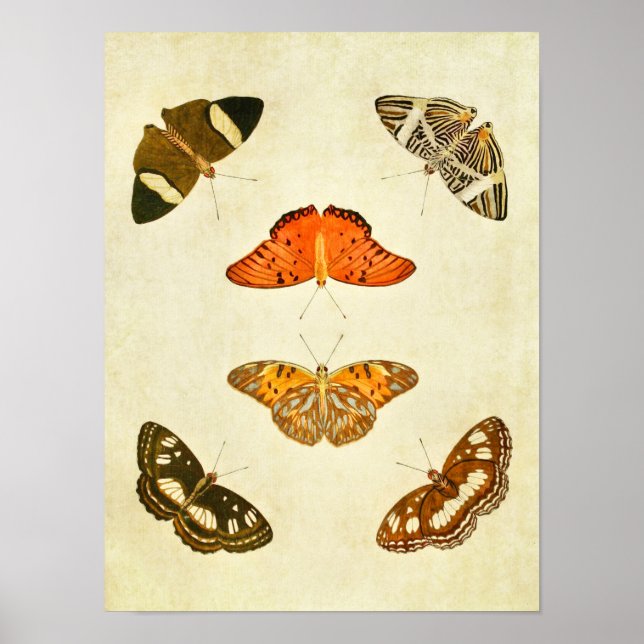 Vintage Butterfly Print 212 Poster (Framsidan)