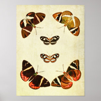 Vintage Butterfly Print 223 Poster