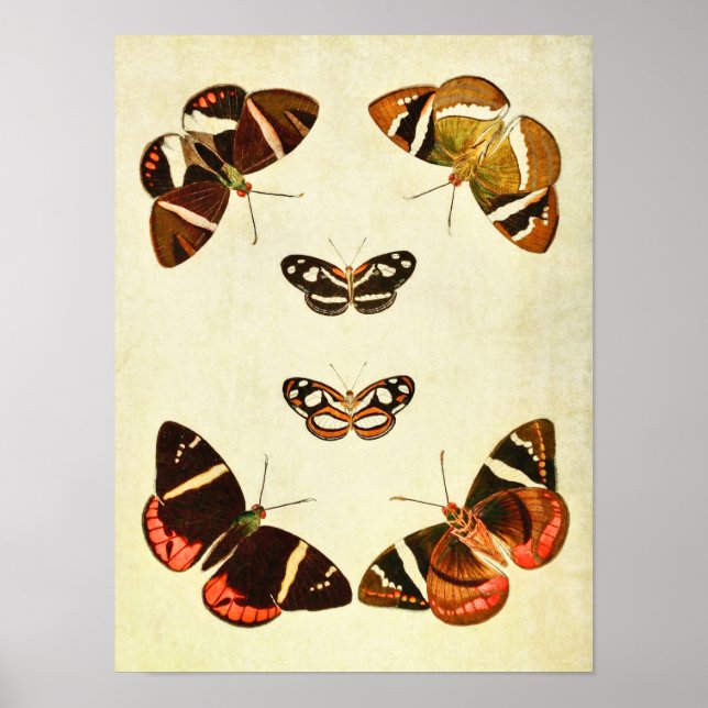 Vintage Butterfly Print 223 Poster (Framsidan)