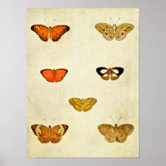Vintage Butterfly Print 238 Poster