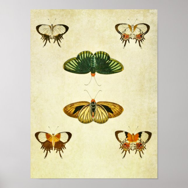 Vintage Butterfly Print 244 Poster (Framsidan)