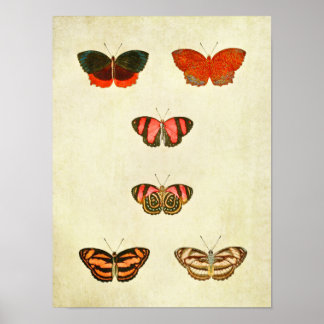 Vintage Butterfly Print 256 Poster