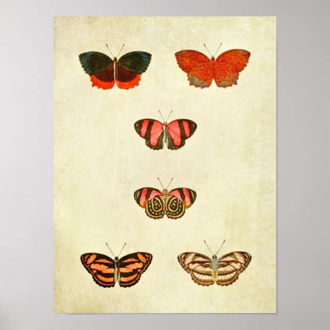 Vintage Butterfly Print 256 Poster (Framsidan)