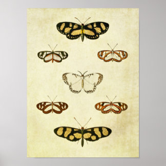 Vintage Butterfly Print 257 Poster