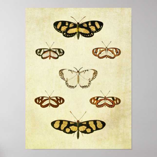 Vintage Butterfly Print 257 Poster (Framsidan)