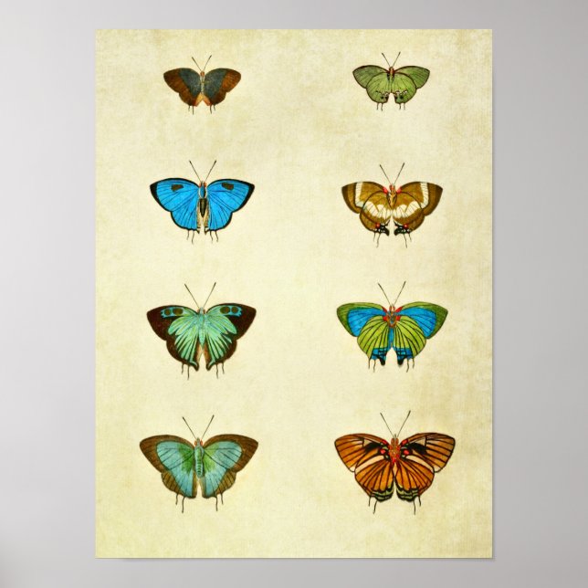 Vintage Butterfly Print 259 Poster (Framsidan)