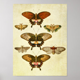 Vintage Butterfly Print 265 Poster