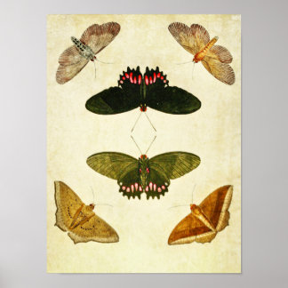 Vintage Butterfly Print 269 Poster