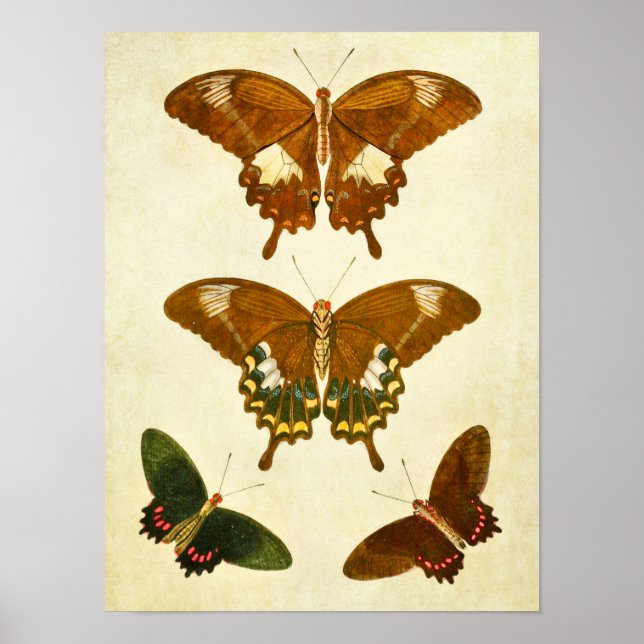 Vintage Butterfly Print 278 Poster (Framsidan)