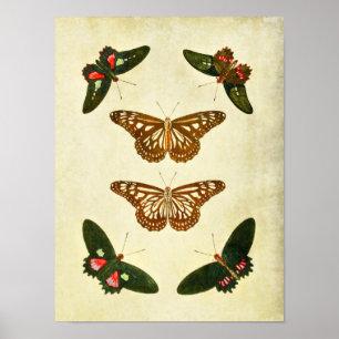 Vintage Butterfly Print 279 Poster
