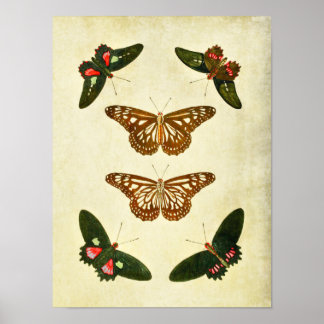 Vintage Butterfly Print 279 Poster