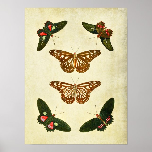 Vintage Butterfly Print 279 Poster (Framsidan)