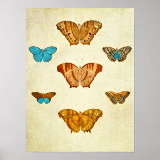 Vintage Butterfly Print 292 Poster