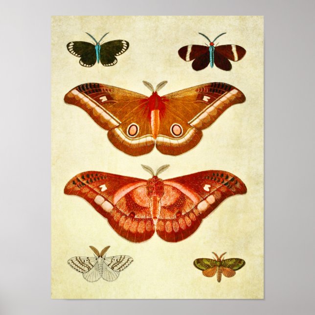 Vintage Butterfly Print 322 Poster (Framsidan)