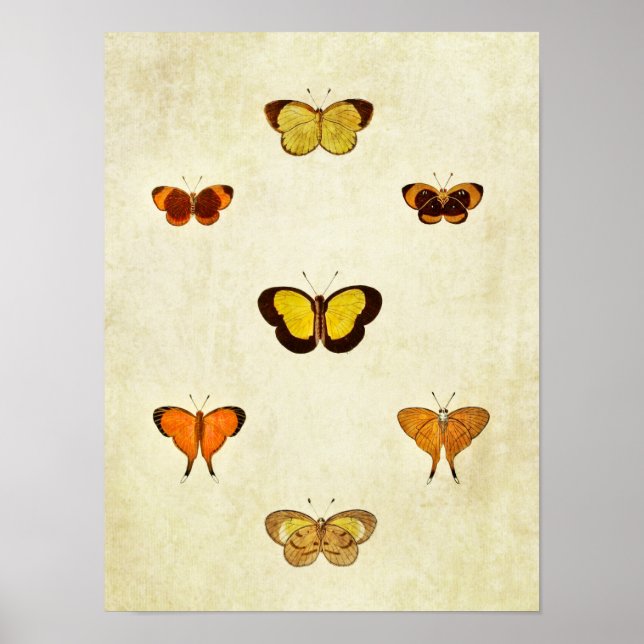 Vintage Butterfly Print 331 Poster (Framsidan)