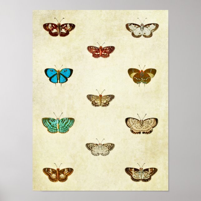 Vintage Butterfly Print 334 Poster (Framsidan)