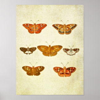 Vintage Butterfly Print 342 Poster