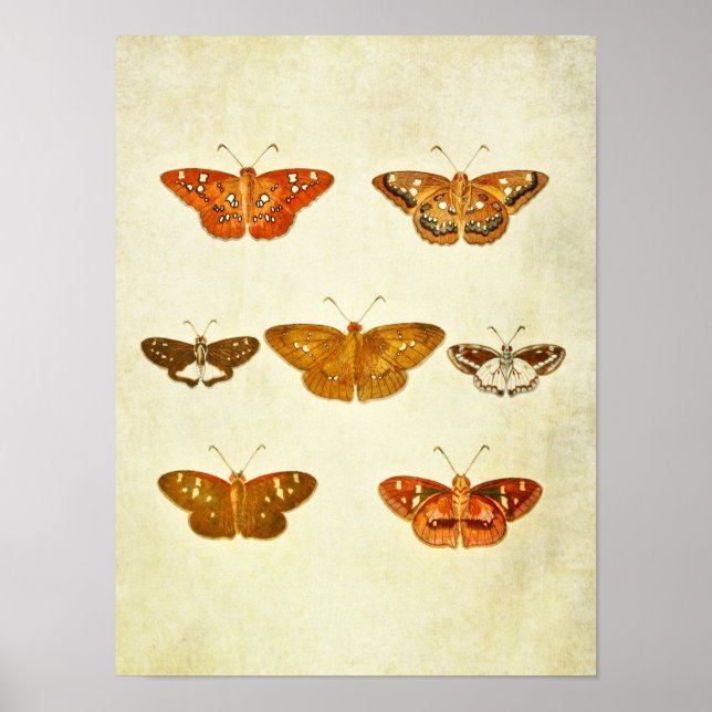 Vintage Butterfly Print 342 Poster (Framsidan)