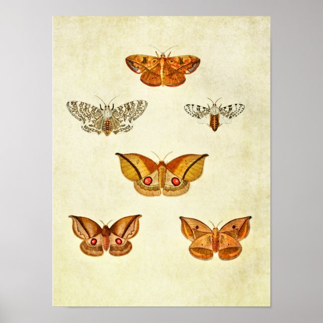 Vintage Butterfly Print 344 Poster (Framsidan)