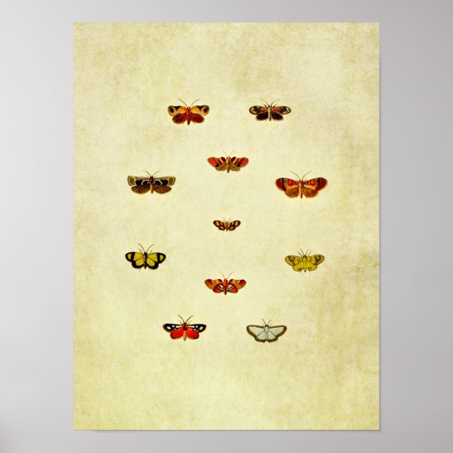 Vintage Butterfly Print 348 Poster (Framsidan)