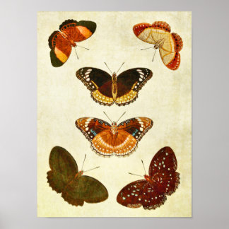 Vintage Butterfly Print 349 Poster
