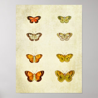 Vintage Butterfly Print 351 Poster