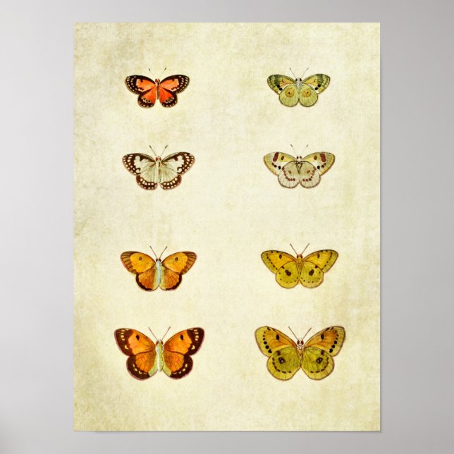 Vintage Butterfly Print 351 Poster (Framsidan)