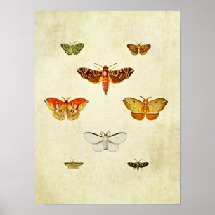 Vintage Butterfly Print 355 Poster