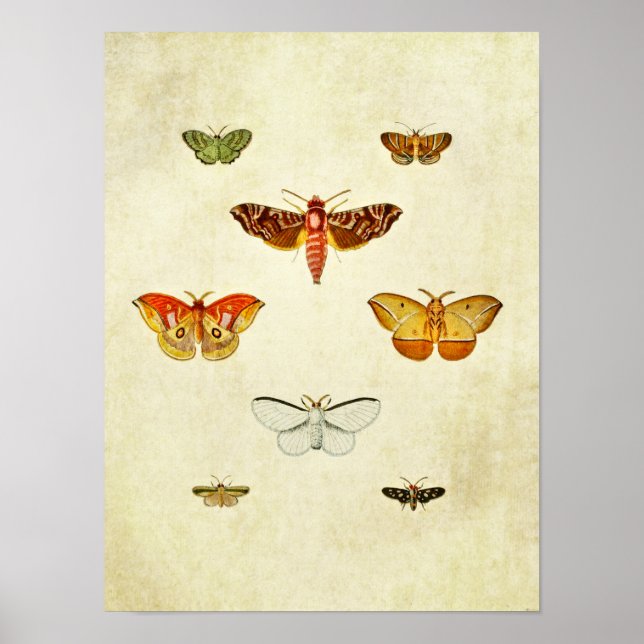 Vintage Butterfly Print 355 Poster (Framsidan)