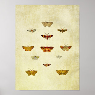 Vintage Butterfly Print 357 Poster