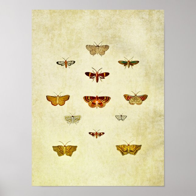 Vintage Butterfly Print 357 Poster (Framsidan)