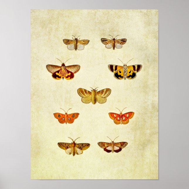 Vintage Butterfly Print 358 Poster (Framsidan)