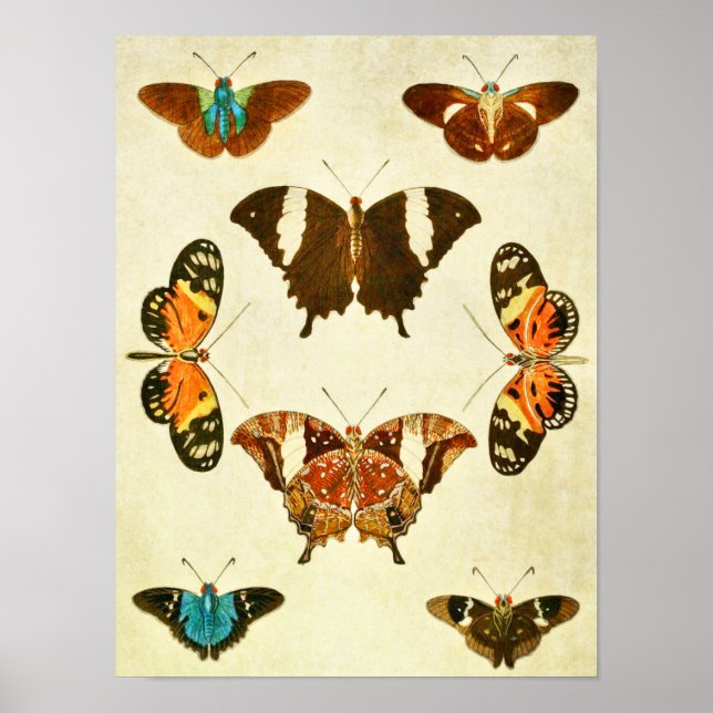 Vintage Butterfly Print 364 Poster (Framsidan)