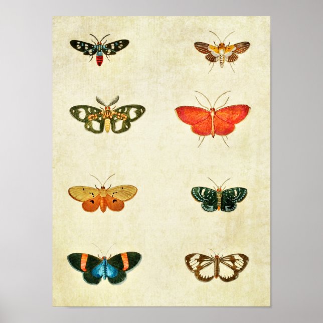 Vintage Butterfly Print 368 Poster (Framsidan)