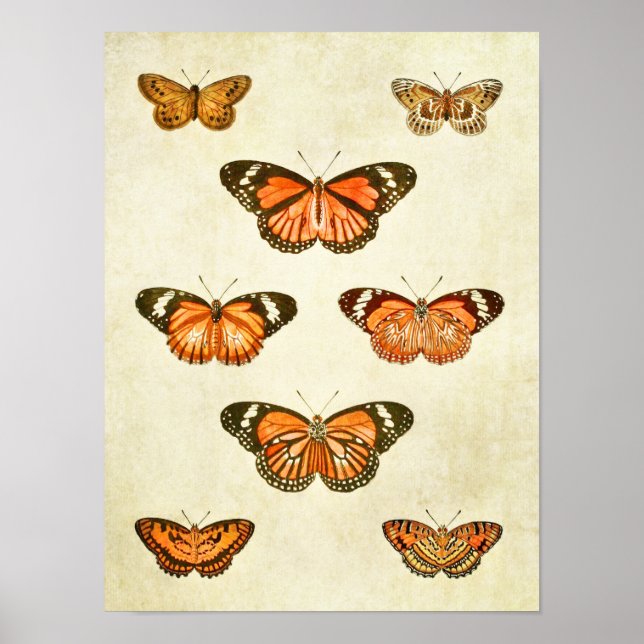 Vintage Butterfly Print 375 Poster (Framsidan)