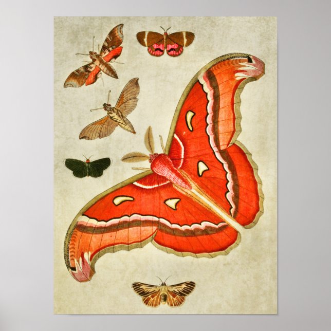 Vintage Butterfly Print 381 Poster (Framsidan)