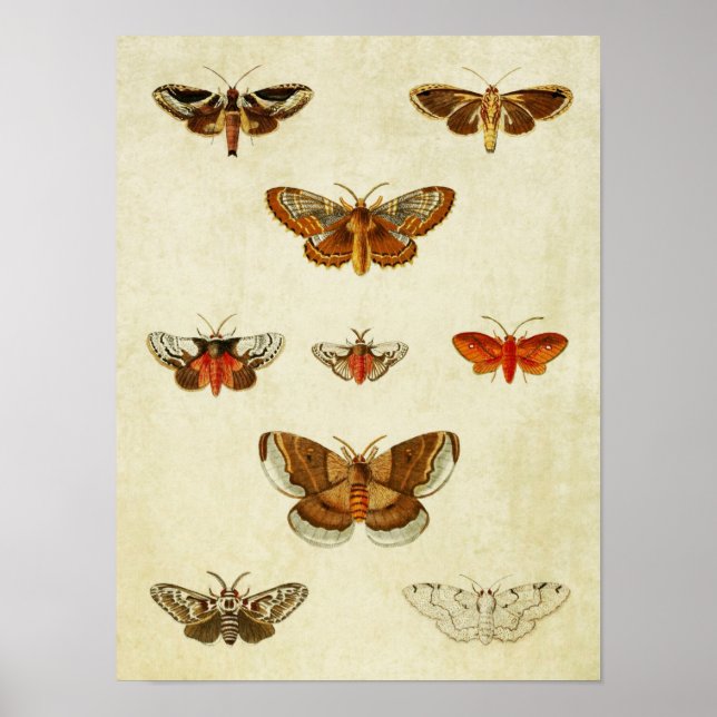 Vintage Butterfly Print 383 Poster (Framsidan)