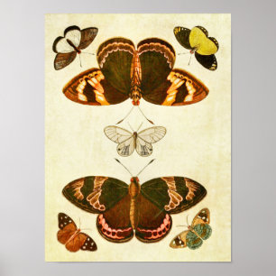 Vintage Butterfly Print 387 Poster