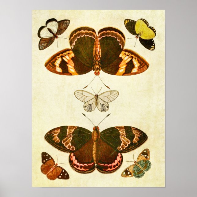 Vintage Butterfly Print 387 Poster (Framsidan)