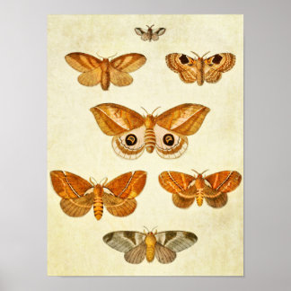 Vintage Butterfly Print 395 Poster