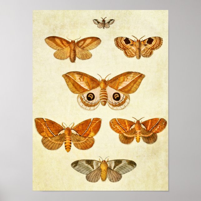 Vintage Butterfly Print 395 Poster (Framsidan)